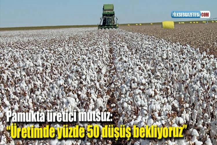 Pamukta üretici mutsuz: “Üretimde yüzde 50 düşüş bekliyoruz” haberinin görseli