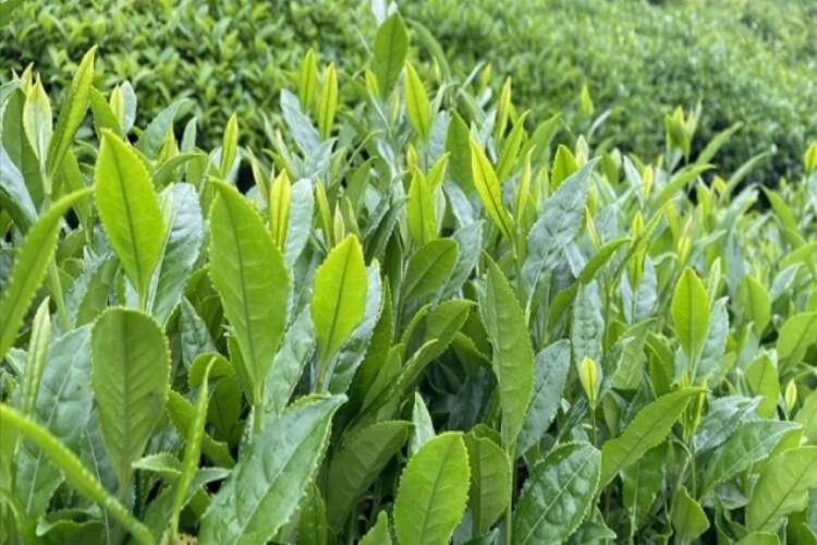 ÇAYKUR bu yıl yaklaşık 583 bin ton yaş çay aldı haberinin görseli