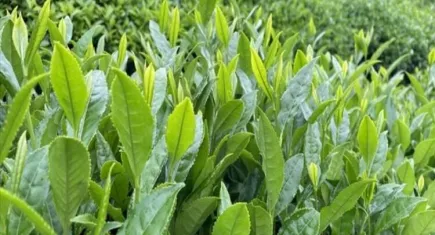 ÇAYKUR bu yıl yaklaşık 583 bin ton yaş çay aldı haberinin görseli