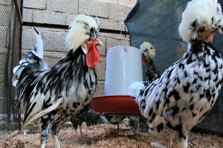 Bu tavukların yumurtası yurt içinde 80, yurt dışında 150 lira haberinin görseli