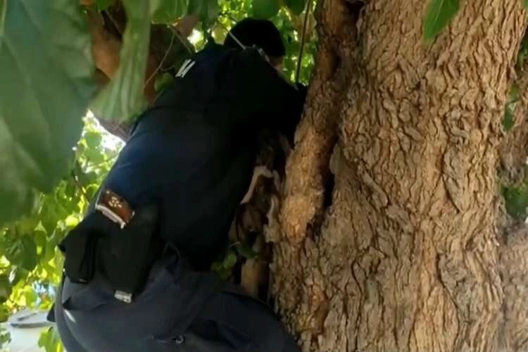 Ağaç kovukları ve parkelerin altına uyuşturucu gizlemişler haberinin görseli