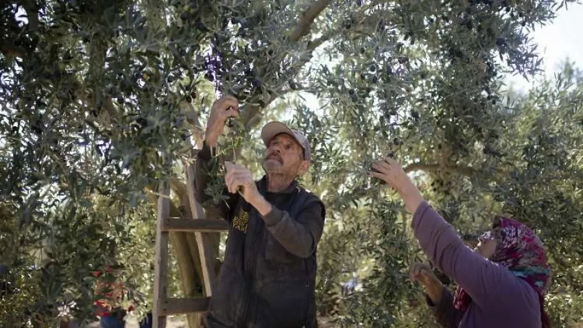 Zeytindeki rekor kalite ile şahlanacak haberinin görseli