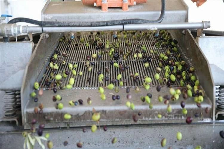 Hatay'da 270 bin ton zeytin rekoltesi bekleniyor haberinin görseli