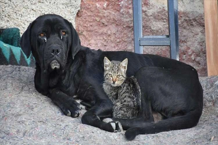 Yavruları ölen köpek, kediye annelik yapıyor