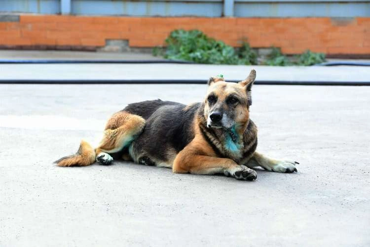 “Şanslı” kanseri yendi! haberinin görseli