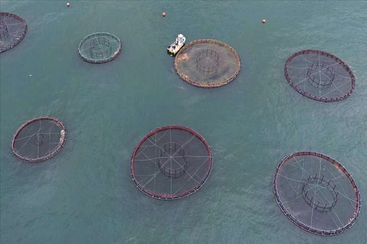 Karadeniz'den 10 ayda 115,2 milyon dolarlık Türk somonu ihracatı haberinin görseli