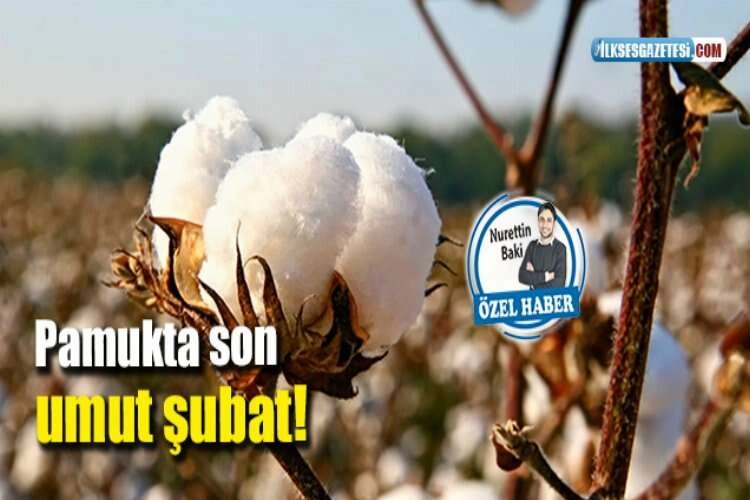 Pamukta son umut şubat! haberinin görseli