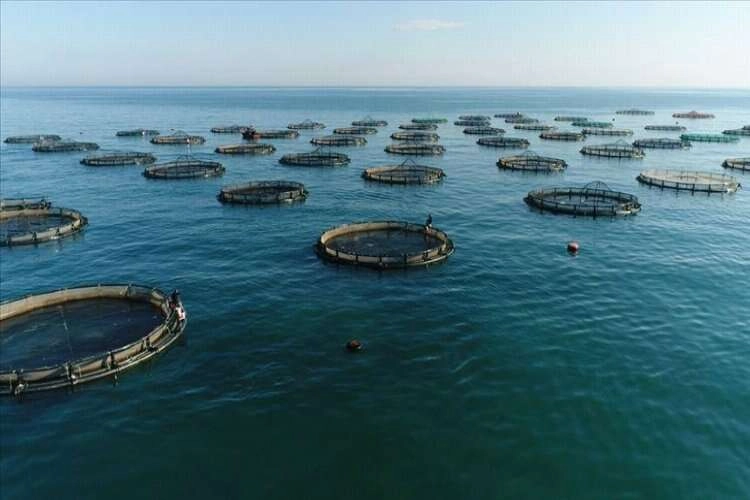Karadeniz'in su ürünleri ihracatı 11 ayda yüzde 44 arttı haberinin görseli