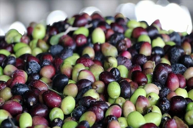 Sofralık zeytinde dünya birinciliği, zeytinyağı üretiminde dünya ikinciliği hedefi haberinin görseli