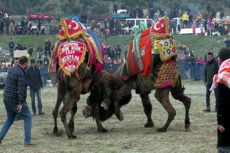 Başkan Erol’dan Deve Güreşi Şenliklerine davet haberinin görseli