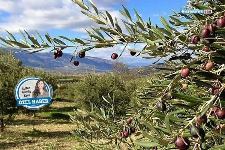 Ölmez ağaç 10. kez meclisten döndü Hiç bıkmadan deniyorlar haberinin görseli