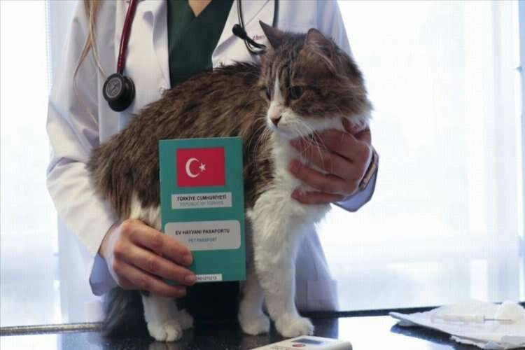 Ev hayvanlarına dijital kimlik uygulamasında son 2 haftaya girildi haberinin görseli