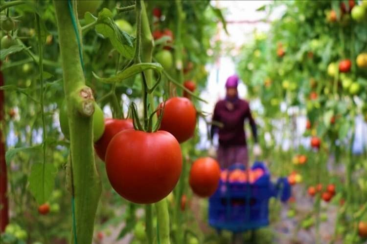 Ankara'da bu yıl en çok domates ve karpuz tüketildi haberinin görseli