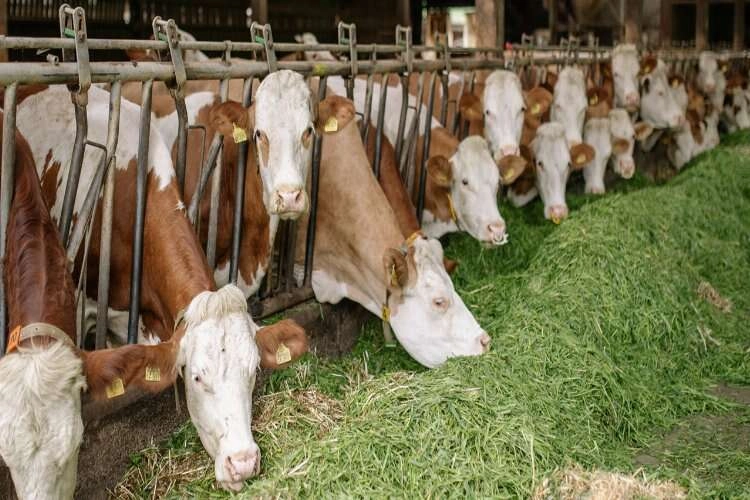 Süt krizinde zirve: Firmalar bile bulamıyor! haberinin görseli