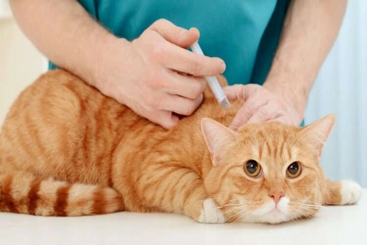Yeni yıldan sonra sahiplenilen hayvanlara ceza uygulanacak mı? haberinin görseli