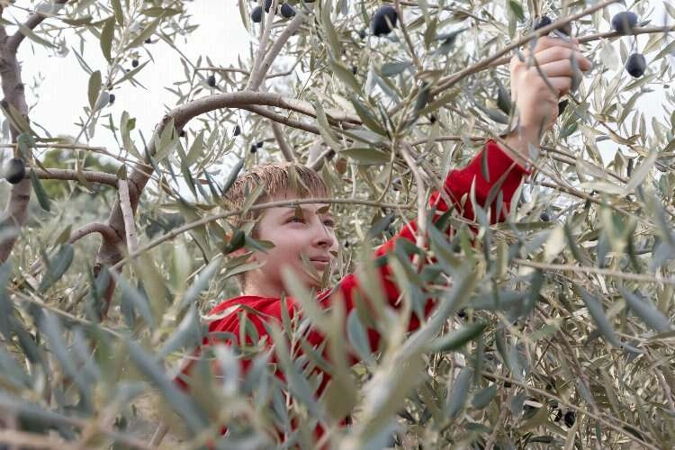 Çocukların zeytin hasadı sevinci haberinin görseli