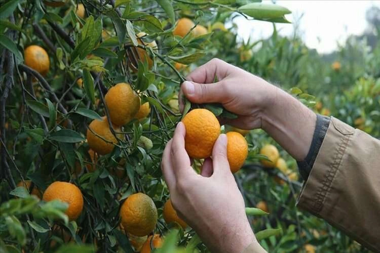 Bodrum mandalinasından 7-8 bin ton rekolte bekleniyor haberinin görseli