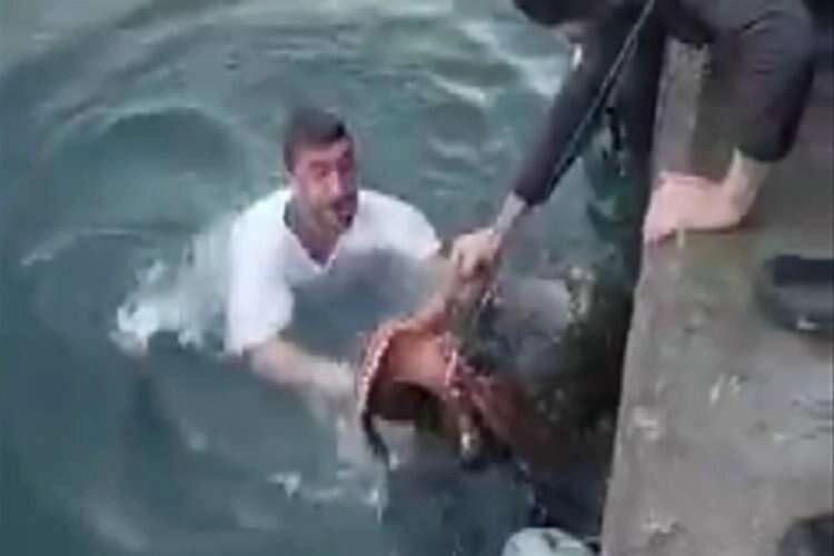 6 kiloluk ahtapotu denize atlayıp eliyle yakaladı haberinin görseli