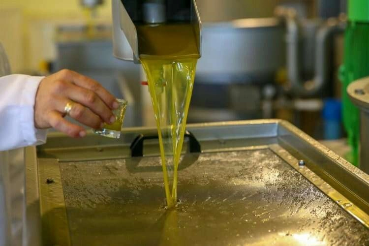 Yeni Şakran’ın aromatik zeytinyağları sofralardaki yerini alıyor haberinin görseli