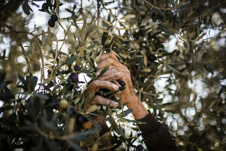 Zeytin hasadında…  Dünya durdu, Akhisar’ı izliyor! haberinin görseli