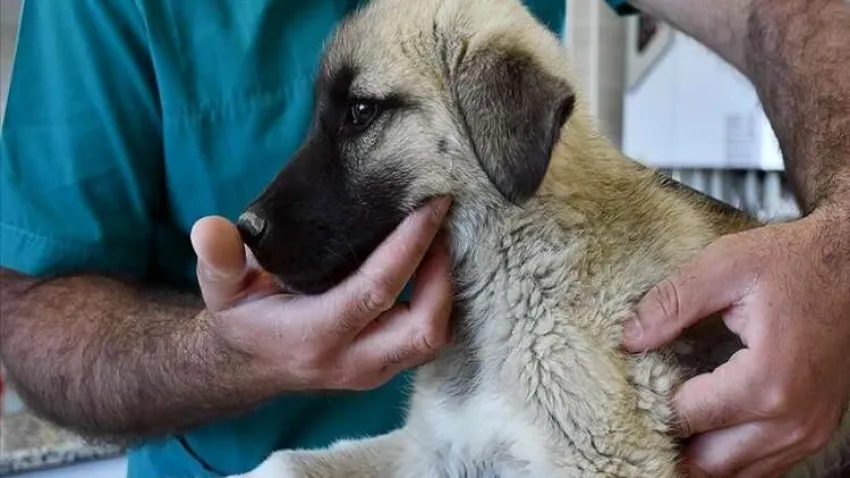 Sahipli ve sahipsiz hayvanların tedavi ve aşılama süreçlerine elektronik güvence haberinin görseli