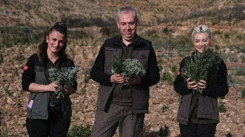 Gerence'den yanık kokusu yerine adaçayı ve kekik kokuları geliyor
