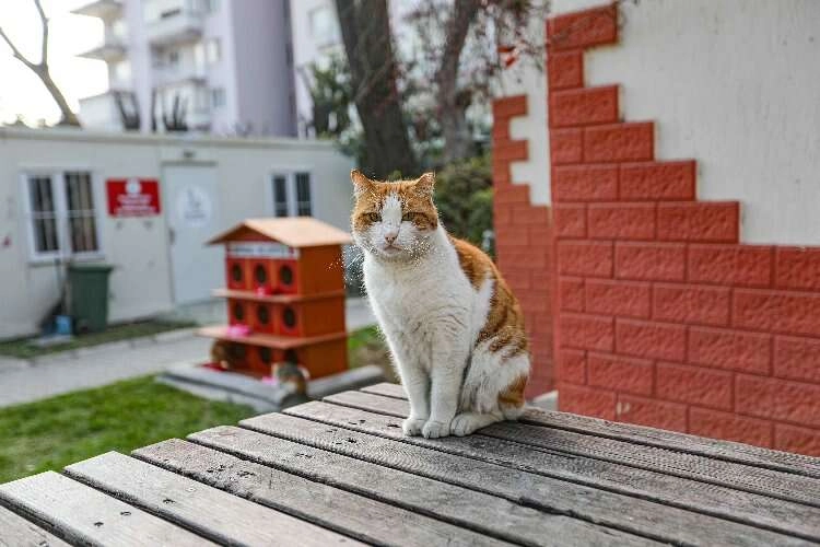 Yeni yılda ‘sıcak yuva’ haberinin görseli