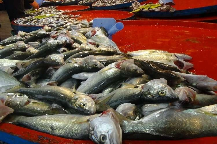 Hamsi balığı yağlandı, ızgaralık oldu haberinin görseli