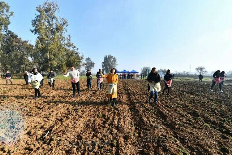 İzmir’de Yaşar Üniversitesi öğrencileri karakılçık ekiminde haberinin görseli