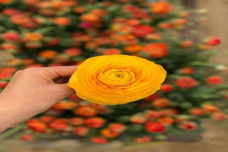 Yetiştirilmesi riskli, hasadı zahmetli 'düğün çiçeği' haberinin görseli