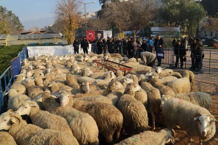 Büyükşehir’in Ödemiş’te dağıttığı küçükbaş sayısı 2 bini aştı haberinin görseli
