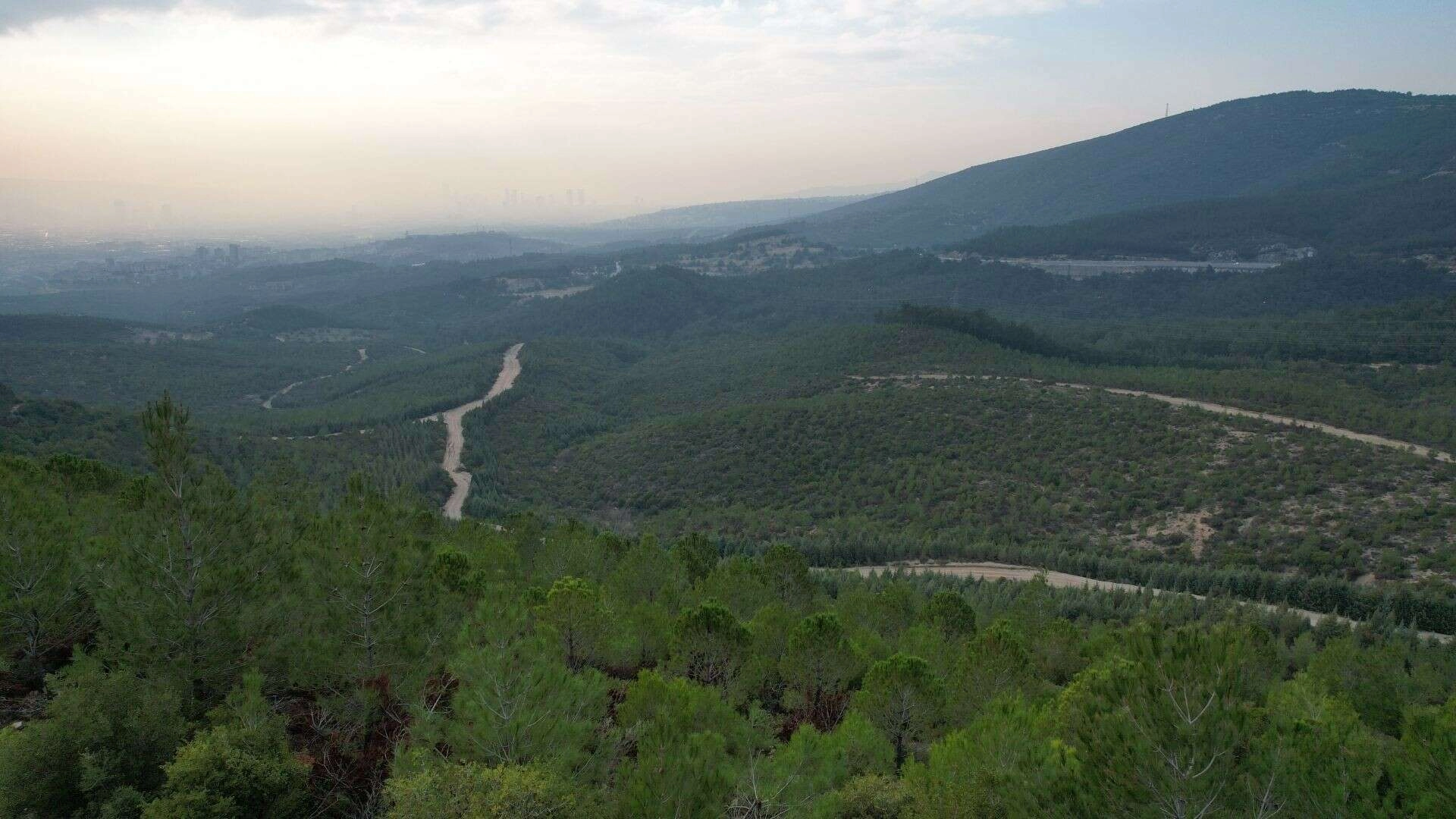 İzmir'in akciğerleri, yangından 14 yıl sonra yeşerdi