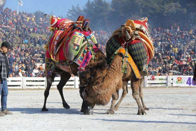 41. Uluslararası Efes Selçuk Deve Güreşleri Festivali başlıyor haberinin görseli