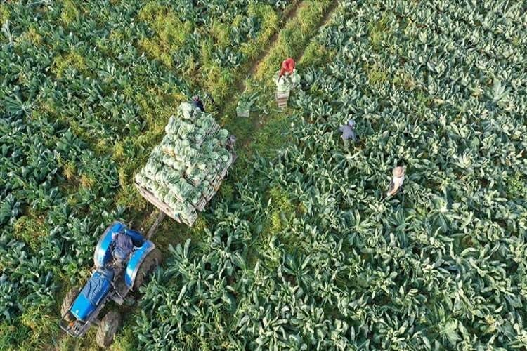 185 milyon liralık tarımsal destekleme ödemeleri bugün çiftçilerin hesaplarına yatırılacak haberinin görseli