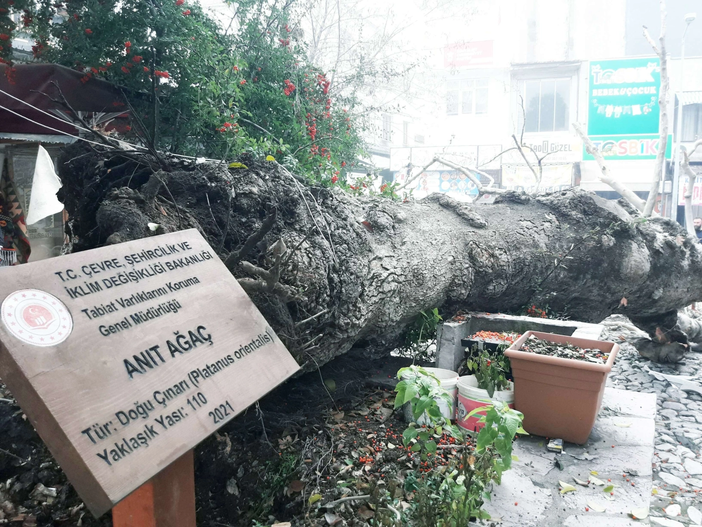 110 yıllık tescilli Çınar devrildi