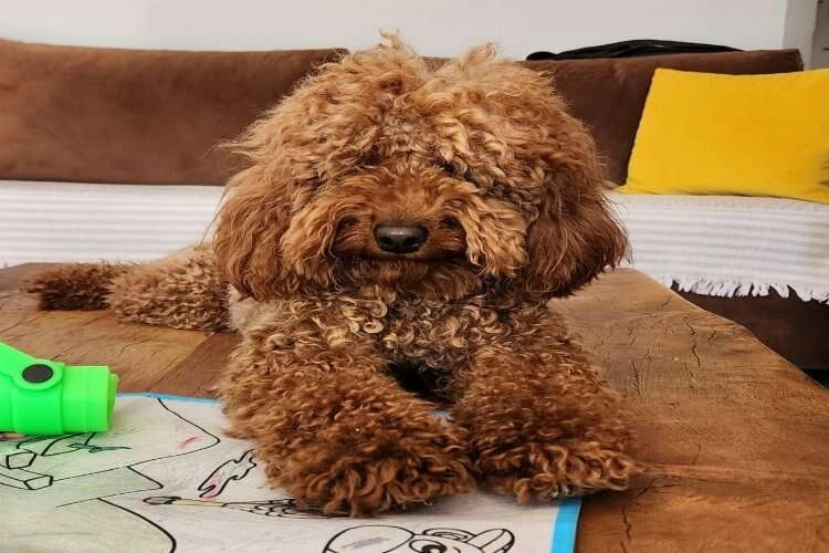 Çeşme'de kaybolan köpeği bulana 20 bin lira ödül verilecek haberinin görseli