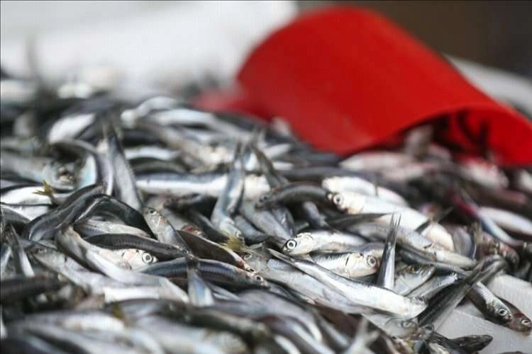 Balık azaldı, fiyat arttı haberinin görseli