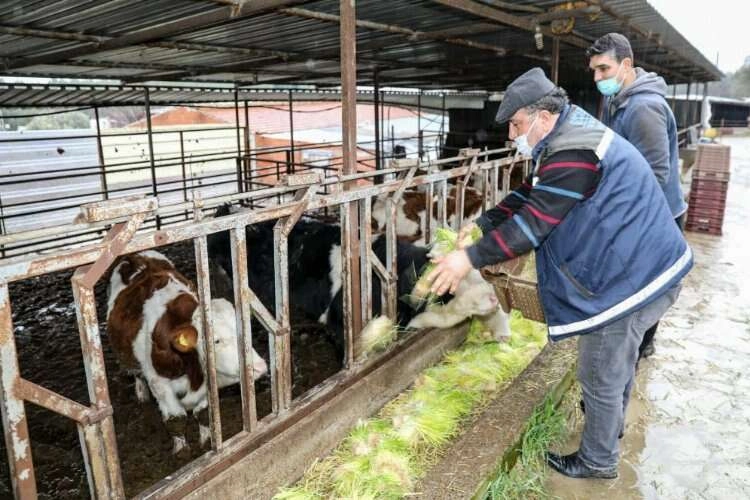 İzmir Buca’da günde 5 ton hasıl yem üretimi haberinin görseli