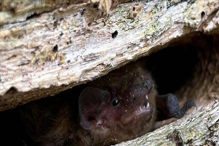 Yaban hayvanları yaşlı ağaçları tercih ediyor haberinin görseli