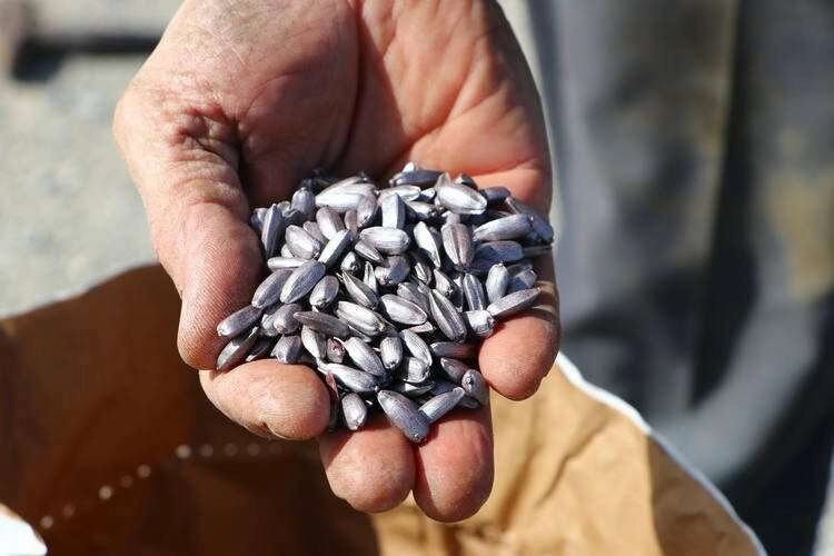 Çukurova Tarım İşletmesi Müdürlüğü hibrit ayçiçek tohumu satın alacak haberinin görseli
