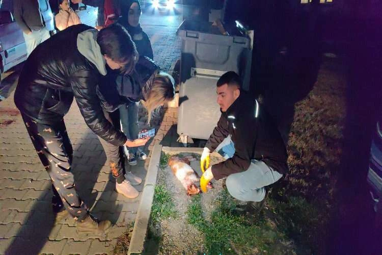 6 ayda 6 kedisi öldürülen kadının gözyaşları haberinin görseli