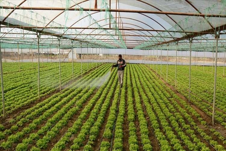 Orta Sakarya Vadisi'ndeki sebze üretiminden 30 bin kişi geçimini sağlıyor haberinin görseli