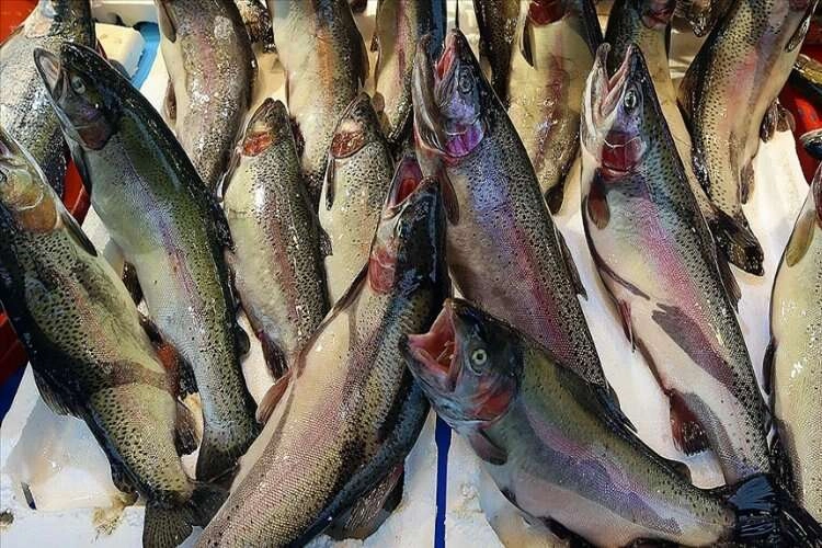 Türk somonu Japonya'da tanıtılacak haberinin görseli