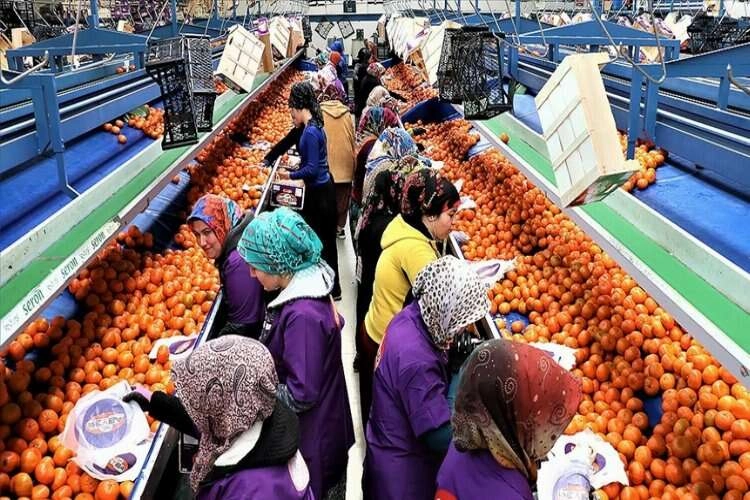 Narenciye ihracatı 2022'de Türkiye'ye 904 milyon dolar getirdi haberinin görseli