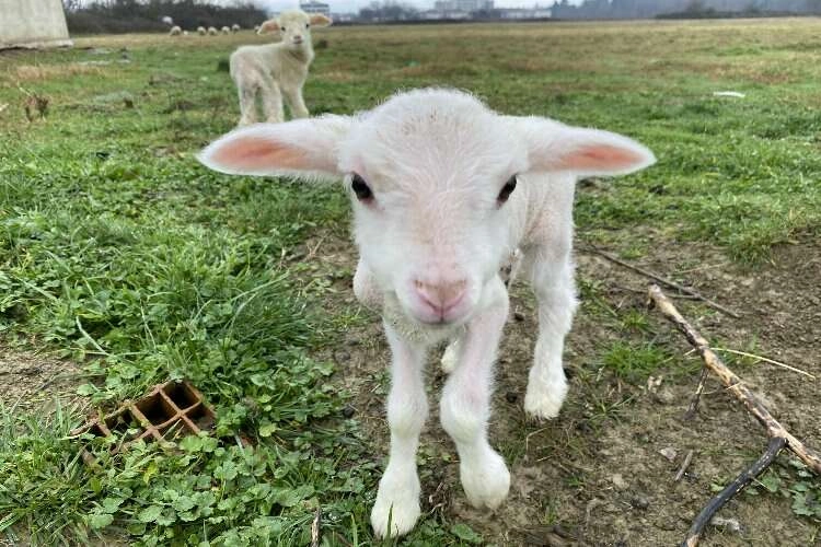 Annesini köpeklerin telef ettiği kuzuya evde bebek gibi bakıyorlar haberinin görseli