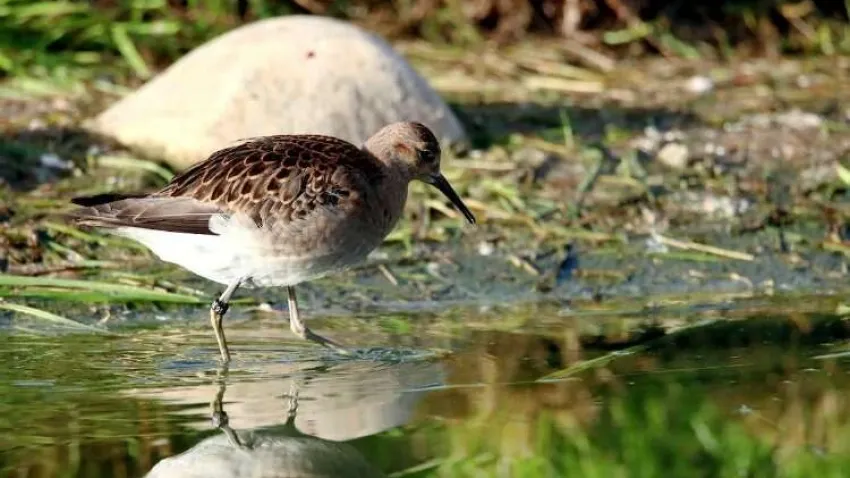 Dünya Sulak Alanlar Günü'nde 'akılcı kullanım' uyarısı haberinin görseli