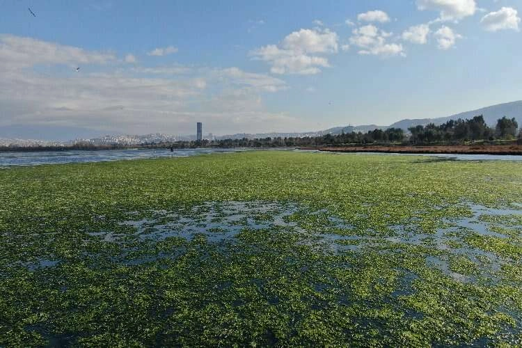 Deniz marulları, ambalaj sektörüne umut olacak