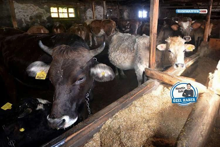 Depremin kırsal yüzü: Hayvanlar yarı fiyatına satılıyor haberinin görseli