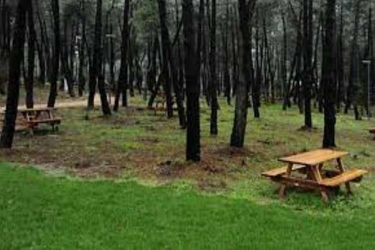 Orman parkı işletme hakkı kiraya verilecek haberinin görseli