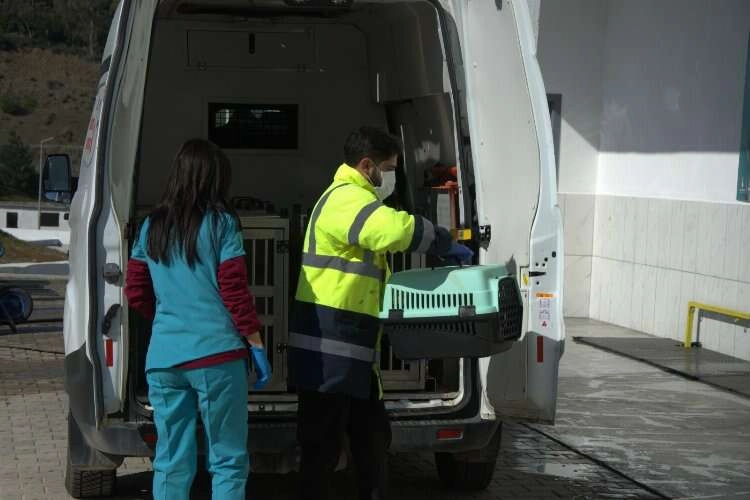 Enkazdan kurtarılan hayvanlar İzmir’e getirildi haberinin görseli
